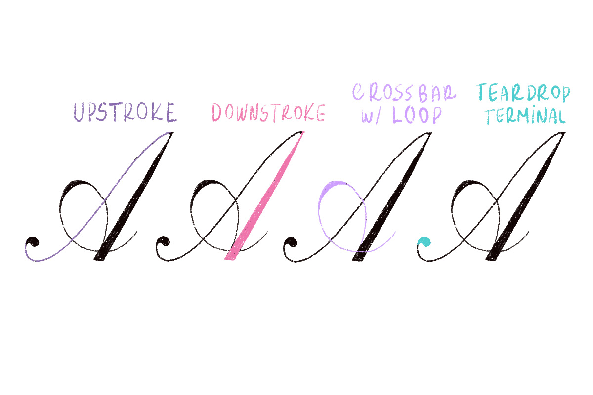 Four letters 'A’s in a row, each highlighting different parts of the letter. The first 'A' has its left vertical line in purple labeled 'Upstroke', the second ‘A’ has its right vertical line in pink labeled 'Downstroke', the third 'A' has a looped horizontal line in light purple labeled 'Crossbar with Loop', and the fourth has a teardrop shape in turquoise.